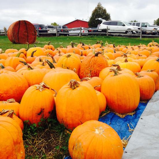 tims-pumpkin-patch